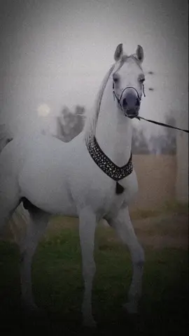 #CapCut #حكم #تصميم_فيديوهات🎶🎤🎬تصميمي🔥 #ترندات_تيك_توك #اكسبلورexplore 