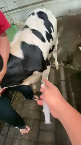 Joss! #qurban2026 #ndutfamilyfarm #sapiqurbanbogor #sapimurah #sapi1tonup 