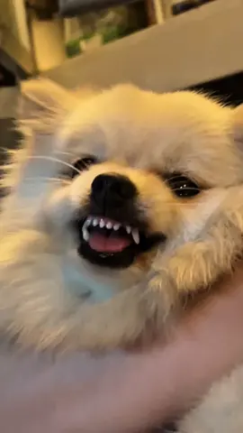 It’s that time of year again! Time to get the costumes out for your furbabies and let them strut their stuff for Halloween. Don’t forget their Petpers Diapers, Male Wraps, and Wipes for a fun and clean day out. Have a #PetpersPAWsomeHalloween! 🎃 @Petpers 