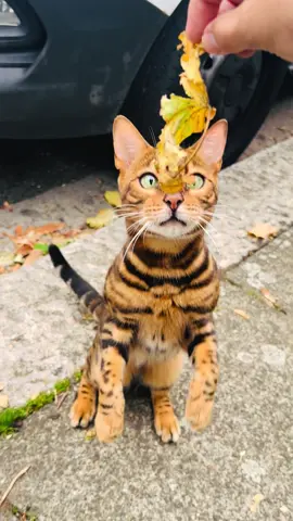 Quando você encontra um gato que parece tigre! #bengal # cat #cutethepuppet 