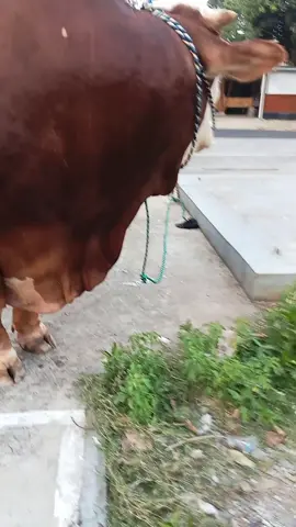 #creatorsearchinsights #bestproducts #sapujagad 