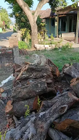 hallo woyy 😹😽#kucing #kucinglucu #cat #catsoftiktok #anabulkesayangan 