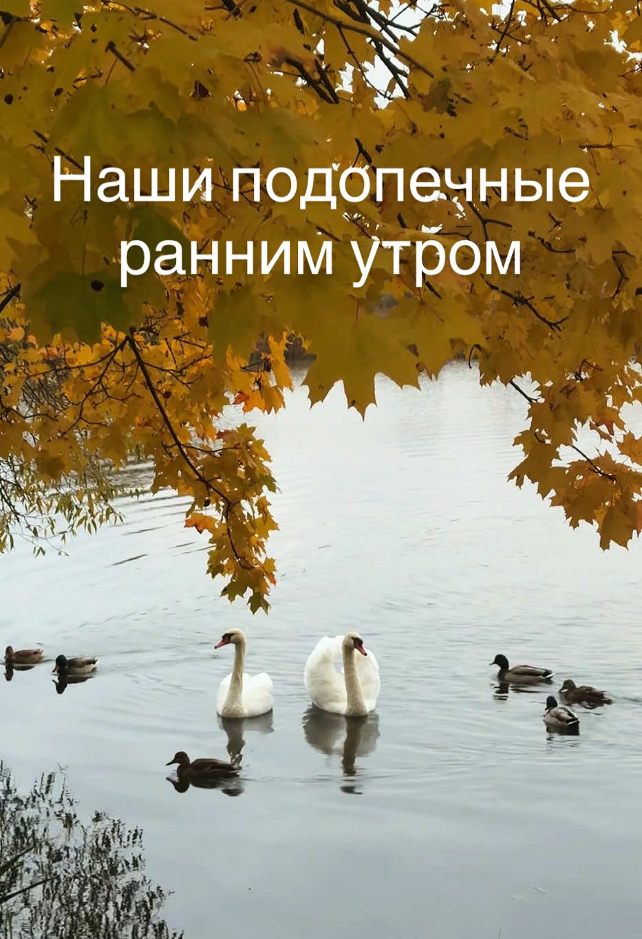 Наши подопечные сегодня ранним осенним утром под золотистым клёном.  #swan #лебедь #милоевидео #осень #autumn🍁 