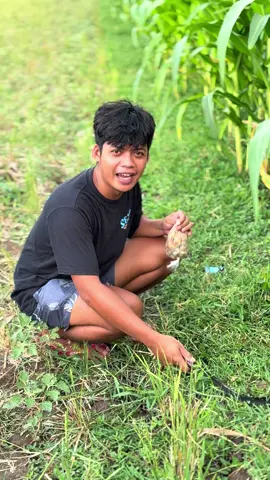 Ngaret jagung e tonggo e 