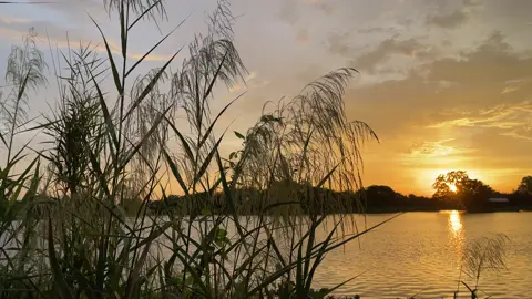 Ở đô thị mệt quá thì về bênh anh #xuhuong #quehuong #chill #canhdepmientay #tamtrang 