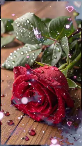 #foryou #❤️❤️❤️❤️ #🌹🌹🌹🌹 #❤️❤️❤️❤️ 