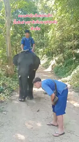 จุฟซะเต็มแก้มเลยนะเจ้าคมแสนทีแม่ไม่จุฟดังแบบนี้เลยรีบกลับเหรอคับ🤣😅#พลายคมแสน #พลายคมแสนขี้ดื้อ #ศูนย์อนุรักษ์ช้างลําปาง #ช้าง #ช้างน่ารัก 