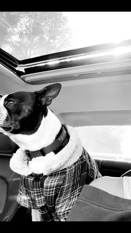 Happy 8th Birthday to my sidekick, my buddy, my whiddle, my studio mascot and my best furry friend - BAXTER! Love you, buddy!❤️🥳💫 #bostonterrier #dogtok #happybirthday #dogsoftiktok #baxtertheboston 