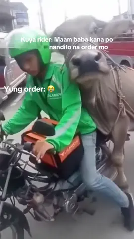No animals are harmed. For entertainment purposes only! #meme #lalamove #funnyvideos #animalmemes #fypage 