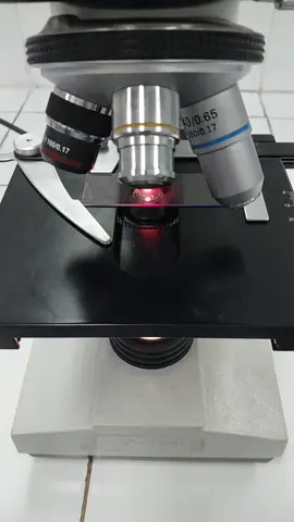 Escherichia coli🔬🦠 #medicallaboratoryscience #TLM #microscope #fyp 