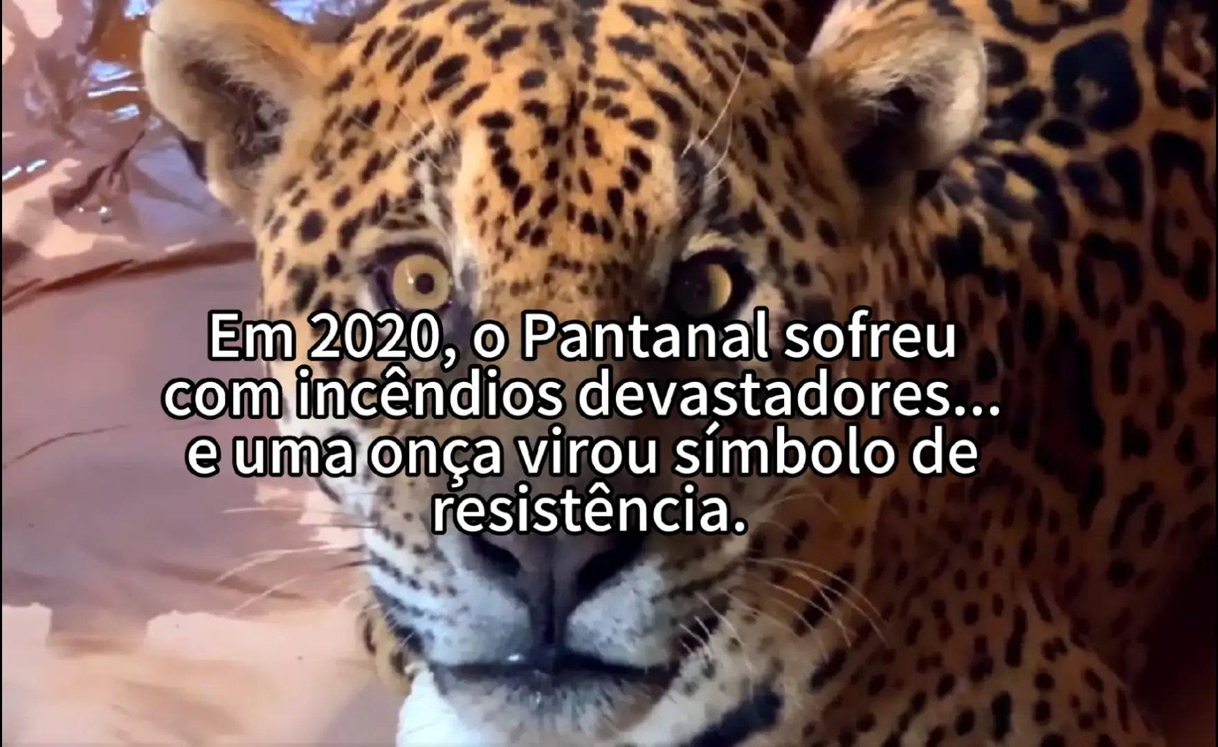 #onça#ousado#tiktok#curiosidade 
