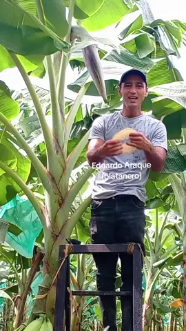 El enmayado, una práctica que se utiliza para que el dedo del plátano tome mayor longitud. Se realiza recién que la planta emite su bellota, se retira a los 21 dias , se desflora e inmediatamente se embolsa el racimo, transcurridas doce semanas se cosecha. #cosecha  #platano  #produccion  #cultivos  #calidad 
