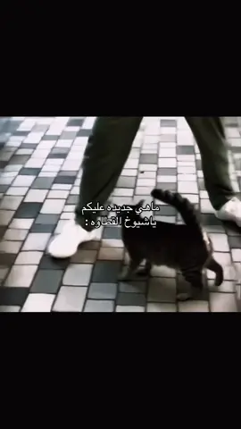 #fyppppppppppppppppppppppp #مالي_خلق_احط_هاشتاقات🧢 #ضحك😂 #اكسبلور_تيك_توك #هشتاقاتي_الترند_المشهور 