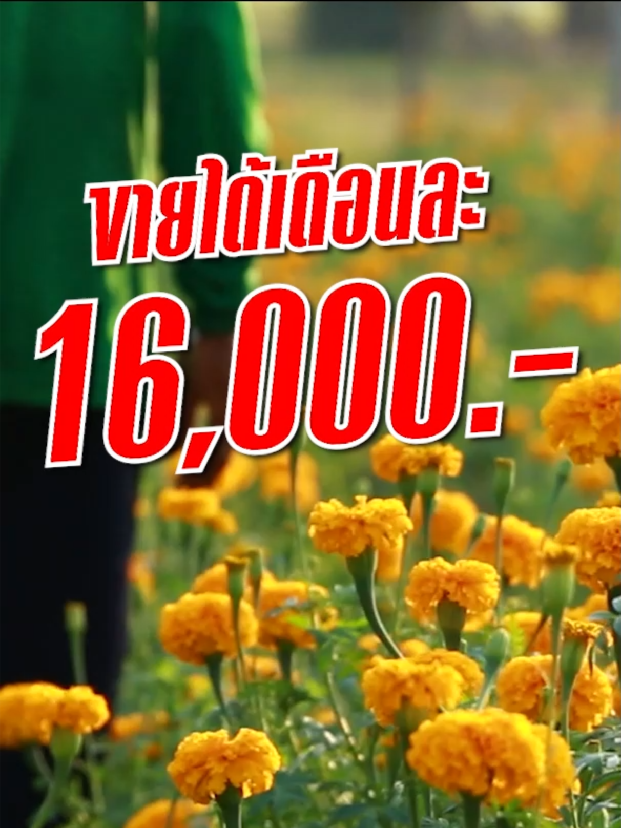 ปลูกดาวเรือง กำไรงาม !! #ดอกไม้ #ดาวเรือง #ปลูกดาวเรือง#เพียว