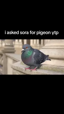 #fyp #sora2 #pigeons #foryou 