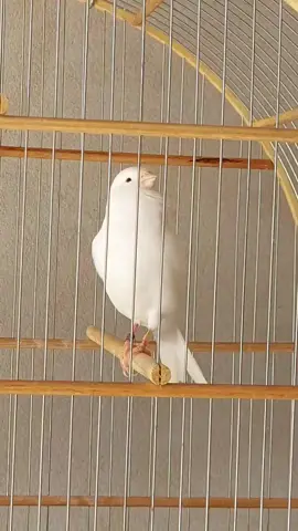 #canariobelga  #cantolindo  #belezadanatureza  #avesbelissimasefascinantes 