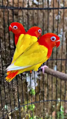 #CapCut #lovebirdindonesia #lovebirdindonesia #lovebirds 