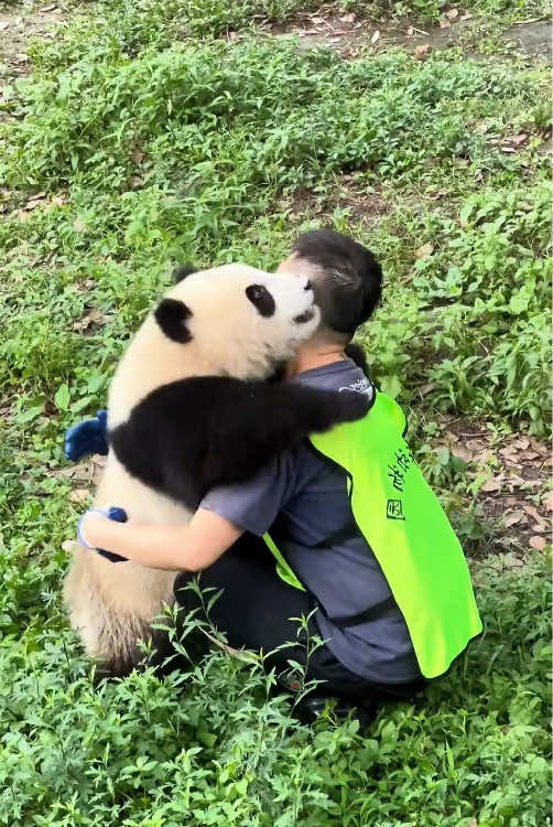 Panda🐼happy every day#panda#usa🇺🇸 #cuteanimals #foryou #usatiktok 