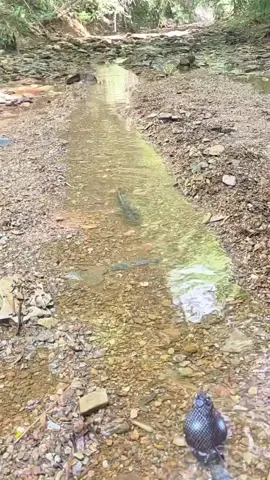tipu daya #ikan #videolucu #ngakakkocak #lucu_ngakak  #viral 