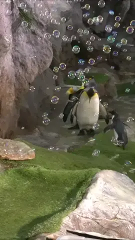 #penguins #bubbles #cute 