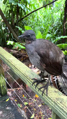 This lyrebird is so Farking amazing 