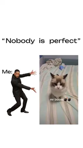 mr boom cat 💣😻 #cat #pets #catsoftiktok 