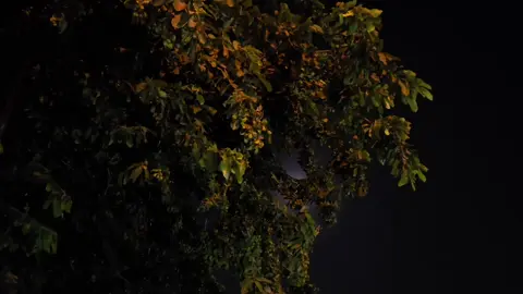 #CapCut  لحد بعدك يملي عيوني  #مياده_الحناوى #اكسبلور #📷📷 @𝐌𝐨🖤 𝐦𝐮𝐬𝐢𝐜🖤 