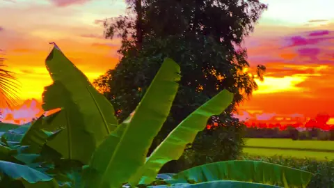 Cô Thắm ơi mỗi một ngày thiếu điều tôi nhớ cô lắm #music #chill #nhachaymoingay #xuhuong #quehuongmientay 