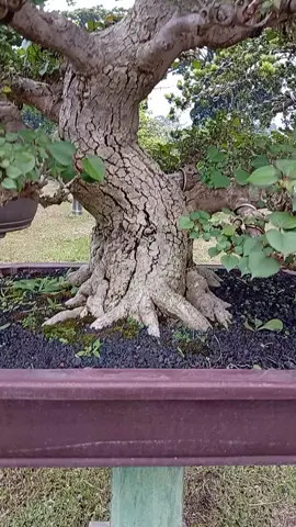 inspirasi bonsai  waru #bonsai adalah seni yang hidup dan bisa menghidupi 