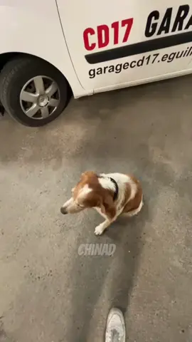 si bro yg kecewa sama human #anjing #kucing #fyp #dubbing #hewanlucu 