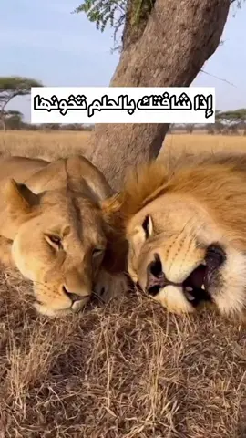 #tiktoklive  #اكسبلورررررررررررررررررررر  #دارين  #ترندات_تيك_توك 