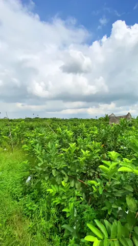 Quả Ồi To Qua Mà Chưa Bọc Được #nongtraicuadong #câygiống #ổithái #ổigiống #câyổi 