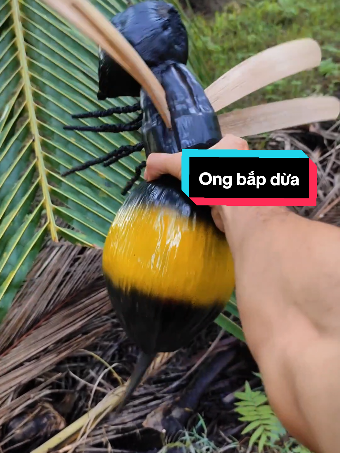 Nói thấy con Ong chà bá đậu gẫy tàu dừa mà không ai tin:))) #dừa #mientay #xuhuong #ongbapcay 
