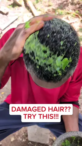 What Happens When You Wash Your Hair With Tuna Cactus #TunaCactus #NaturalHairHealing #HerbalHairCare #JamaicanHerbs #HairCare
