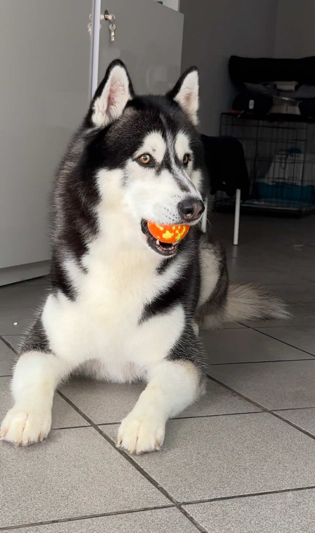 🐾 Pielęgnacja sierści husky – zostaw to profesjonalistom! Sierść husky wymaga regularnego wyczesywania i odpowiedniej pielęgnacji — golenie „na krótko” może jej zaszkodzić. W salonie Bruno zadbamy o zdrową, lśniącą sierść Twojego pupila: ✅ wyczesywanie podszerstka ✅ pielęgnacja skóry i sierści Przyprowadź swojego husky do nas i zapomnij o sierści w domu! 💙 #salonBruno #husky #groomingPoznań #pielęgnacjasierści #szczęśliwypies @kwinto_bogdan 