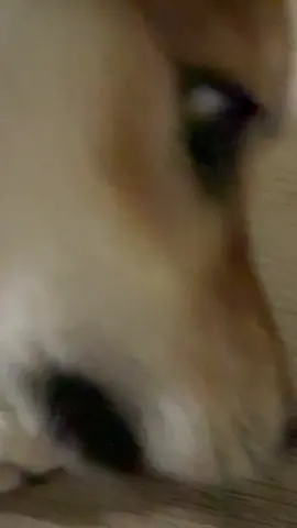 강아지의 악마  콘  #체인소맨 #dog #tiktok #시바견 #강아지 