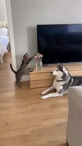 Wait—what?! It’s not me! #cat #cats #catsoftiktok #catlover #catsofinstagram #pets #pet #PetsOfTikTok #dog #doglover #dogsofttiktok #dogsofinstagram #viral #viralvideo #trending #trendingvideo