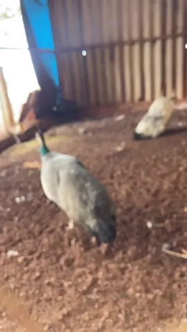 Porque eu não vendo ovos de pavão #aves #pavao #filhotes #ovo #zoo 