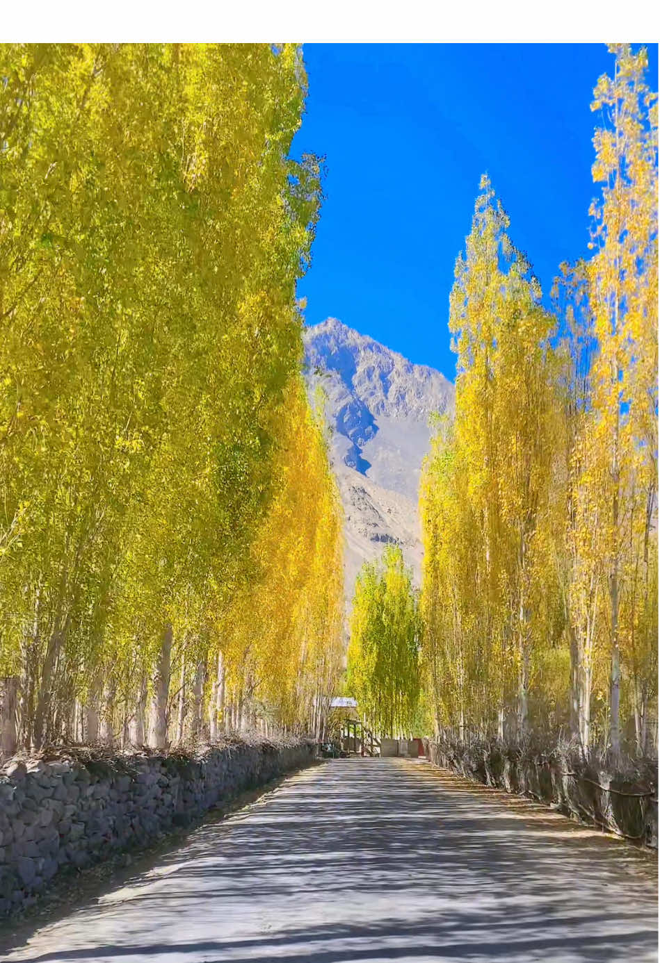 Autumn Vibes 🍂 #followme #trending #viral #foryoupage 