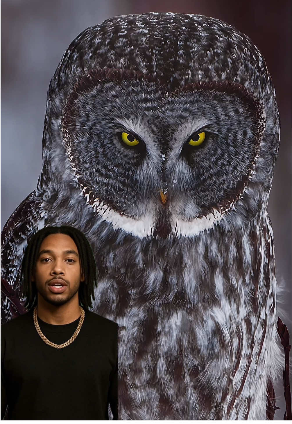 Ce hibou est trop gentil… même quand tu lui arraches une plume ! #hibou #animaux 