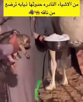 الذيب  يربى  وهو  صغير  يكون  اليف  