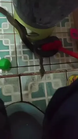 #videolucu #videoviral #kocakabis #kontenhiburan #fyp 