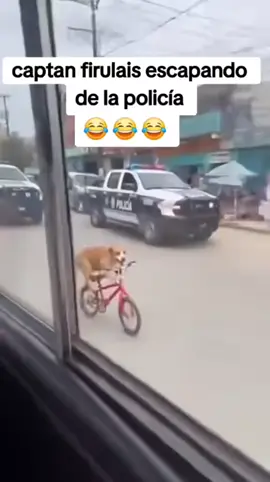 firulais escapa de la policía 🤣 #videoviral #fyp #paratii #comparte 
