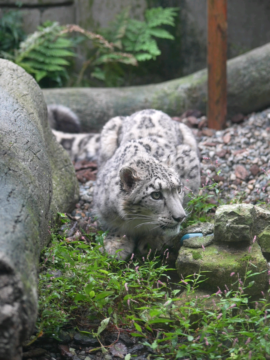 ゴクゴク水分補給からの･･･💨 ⁡ ⁡#いしかわ動物園⁡ ⁡ #ユキヒョウ ⁡ ⁡ #ヒメル 