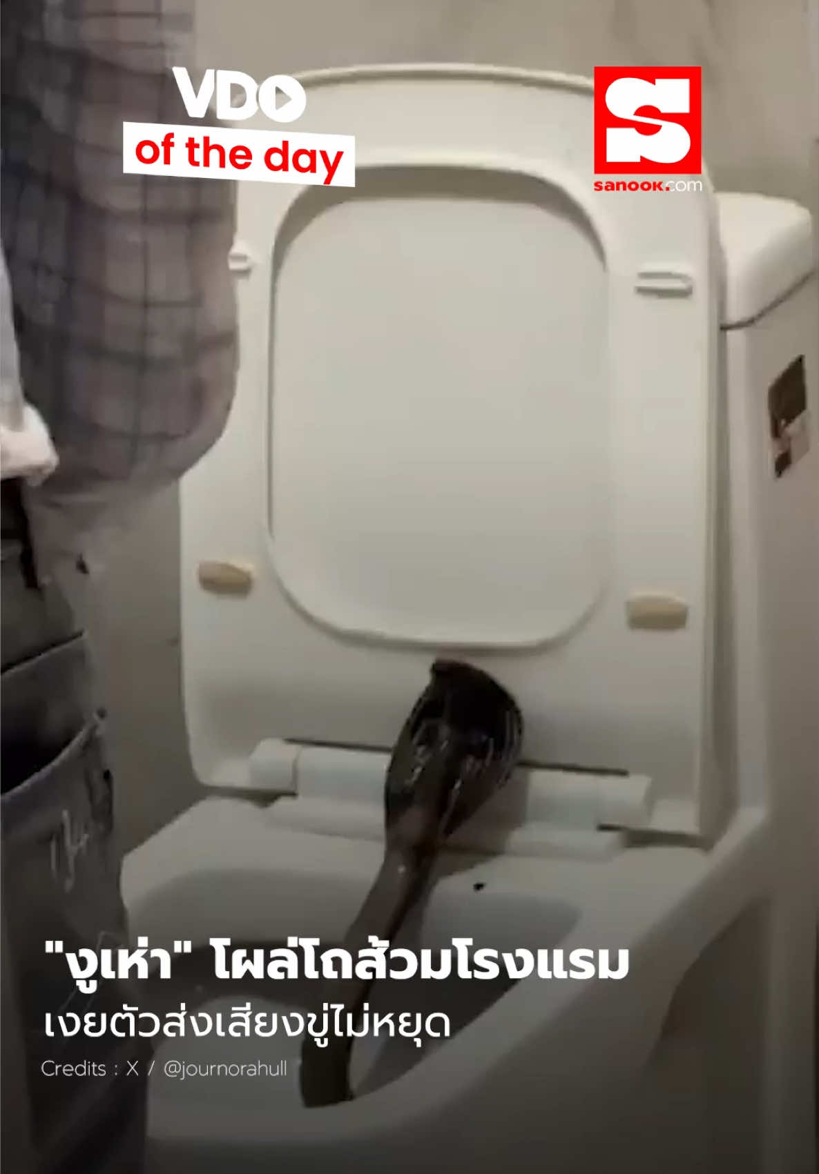 VDO of the Day : พบ ”งูเห่า“ ยาวกว่า 1.5 เมตร โผล่โถส้วมโรงแรม เงยตัวส่งเสียงขู่ไม่หยุด🐍 #งู #Sanook #SanookNews #vdooftheday #animals 
