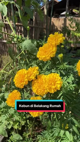 Kenapa banyak yg ga suka sayur?🥹 padahal enak banget sayuran tuh🥬🥦 Tanam sayurannya pakai Paket 15 Macam Sayuran dari @Benih Seribuan  #gardeningwither #berkebundirumah #slowliving #hidupdidesa #fypシ 