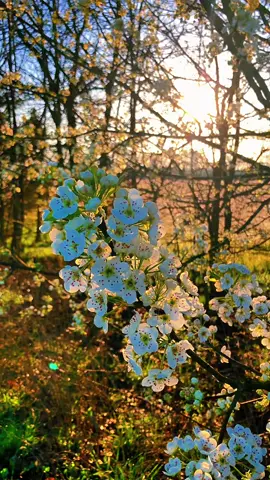 #good #morning #whistle #nature #fyp