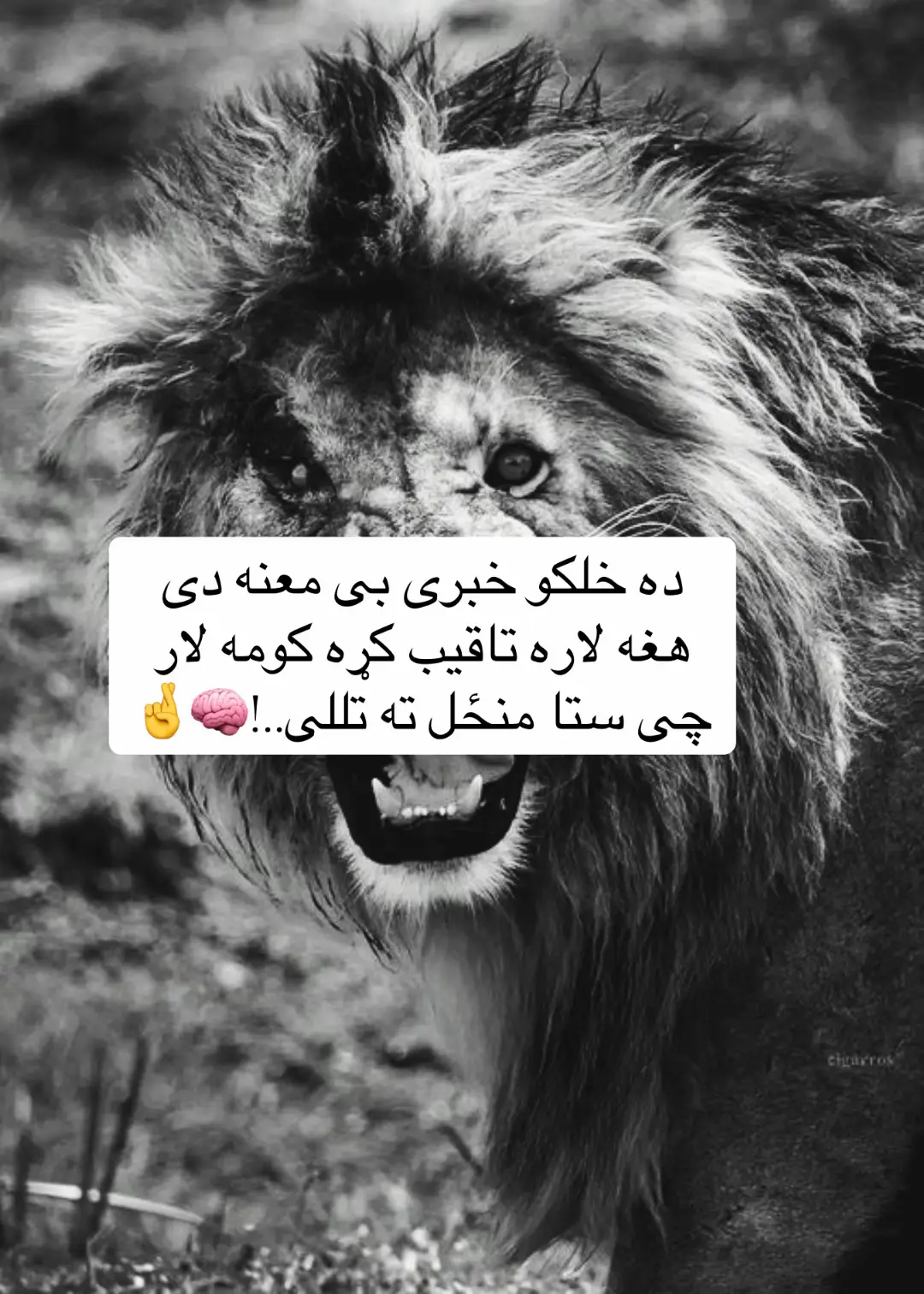 @خپل ذهن کنټرول کړی🧠🤙 #پشتون_تاجیک_هزاره_ازبک_زنده_باد🇦🇫 #ملتیا_مې_وکړئ📚 #🌚🧠💯🤞 
