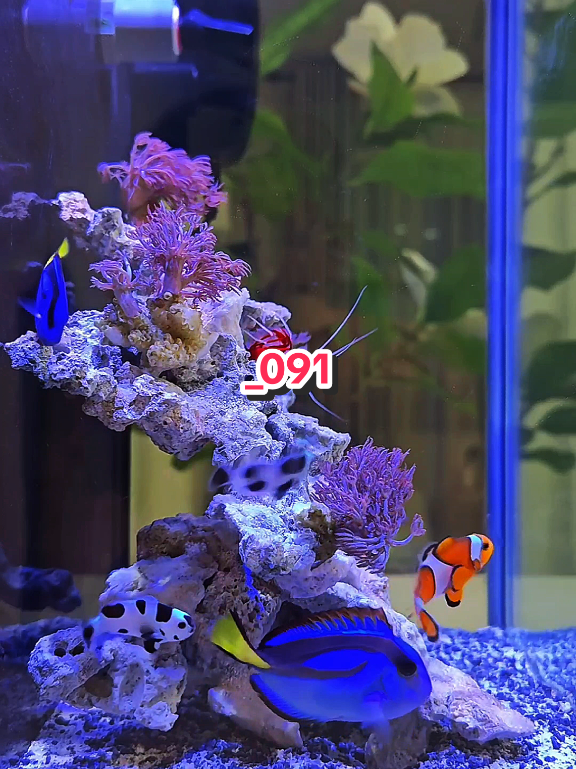 Soul therapy..😎 #aquamarine #fireshrimp #blackstormclownfish #bluetangsfish #reeftank 