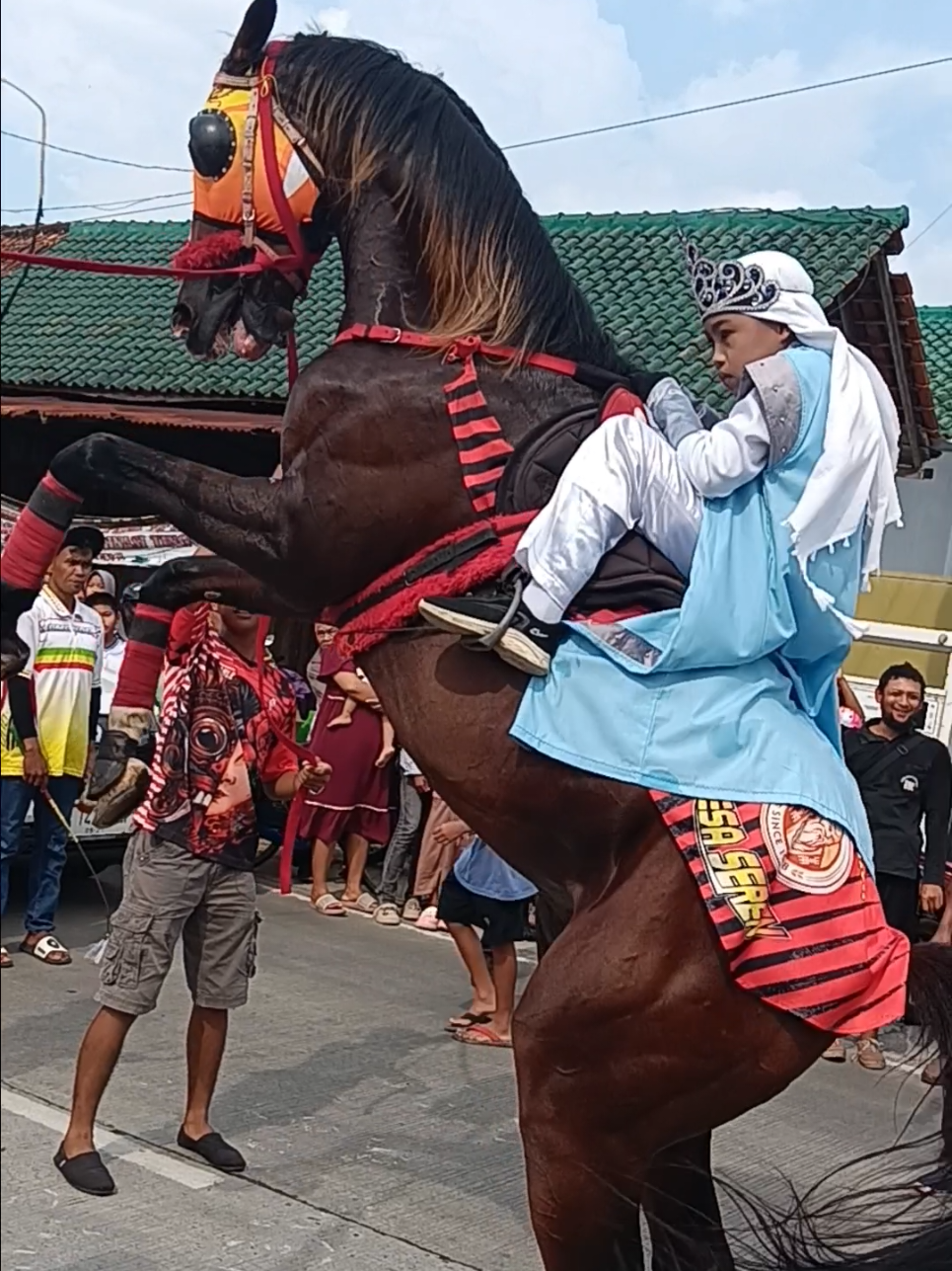 Kuda BrownJack #seren #kudajingkrakpurworejo #trending #arakarakan #fyppppppppppppppppppppppp 